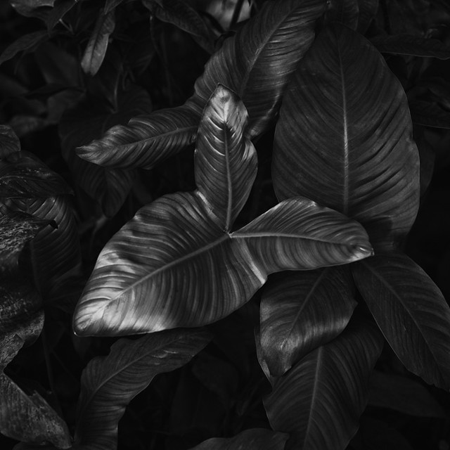 Leaf