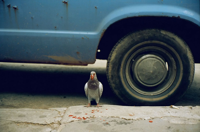 Timeless Color Photos from the Most Celebrated Photographers