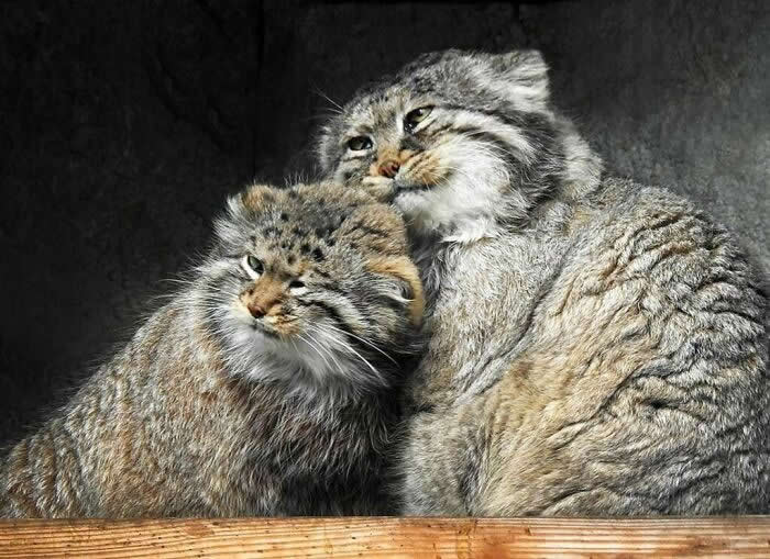 The Pallas Cats- Photos That Look Straight Out of a Renaissance Painting