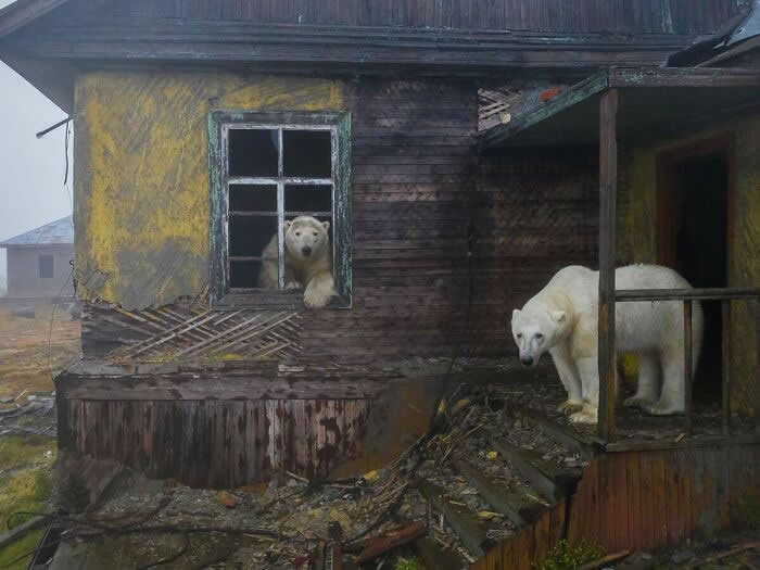 Polar Bears Moving Into An Arctic Weather Station - Photos That Look Straight Out of a Renaissance Painting