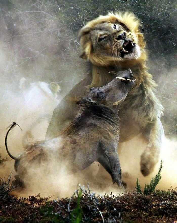 A Lion and Warthog In South Africa - Photos That Look Straight Out of a Renaissance Painting