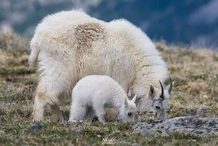 Adorable Animal Photos by Joe Neely Bond Between Moms and Babies