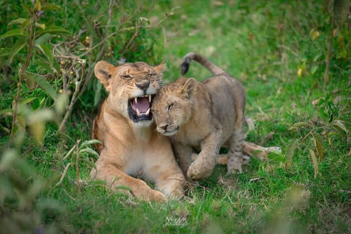 Adorable Animal Photos by Joe Neely Bond Between Moms and Babies