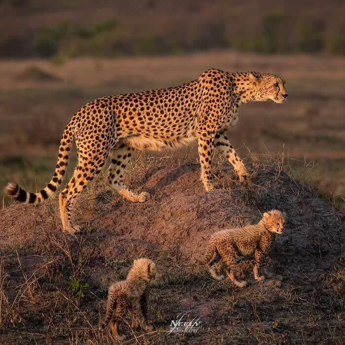 Adorable Animal Photos by Joe Neely Bond Between Moms and Babies