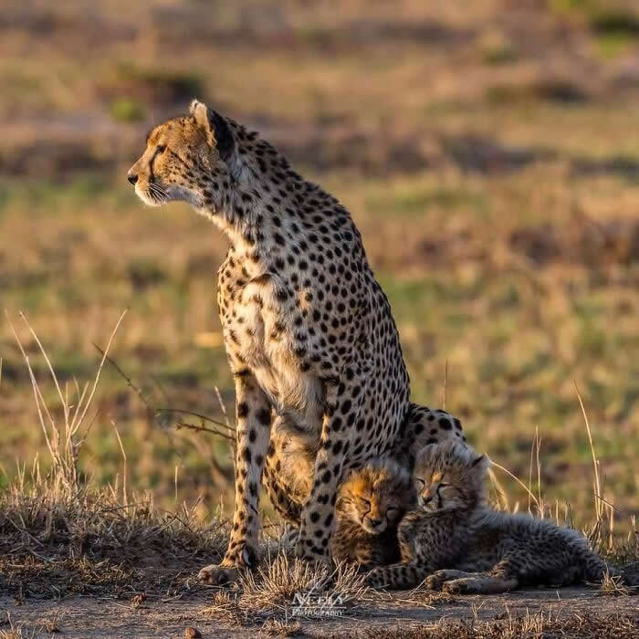 Adorable Animal Photos by Joe Neely Bond Between Moms and Babies