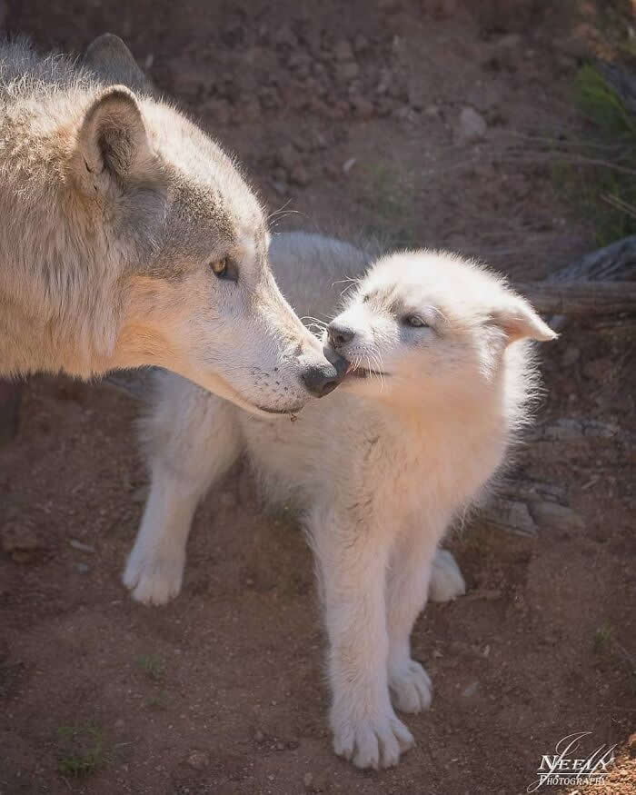 Adorable Animal Photos by Joe Neely Bond Between Moms and Babies