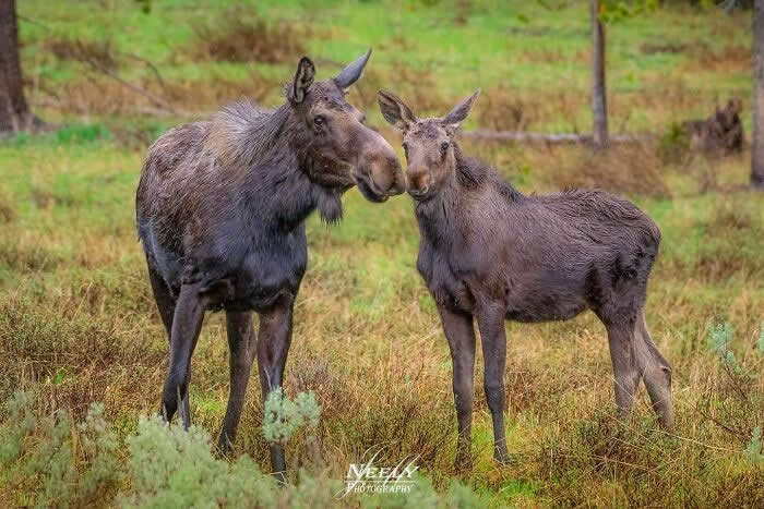 Adorable Animal Photos by Joe Neely Bond Between Moms and Babies