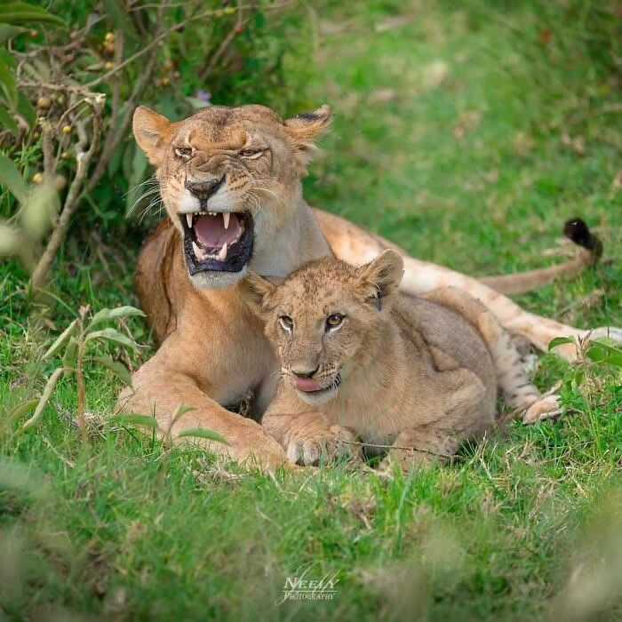 Adorable Animal Photos by Joe Neely Bond Between Moms and Babies