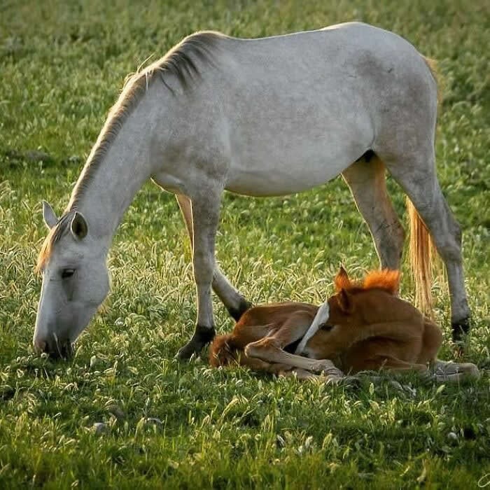 Adorable Animal Photos by Joe Neely Bond Between Moms and Babies