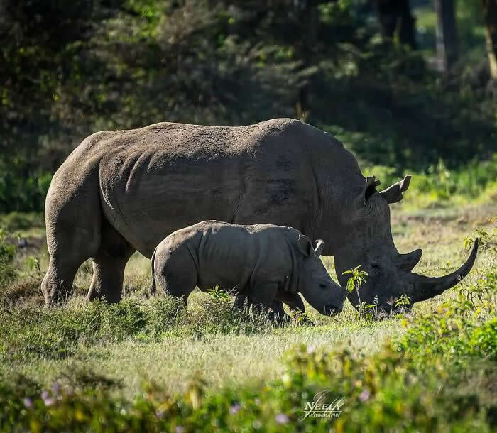 Adorable Animal Photos by Joe Neely Bond Between Moms and Babies