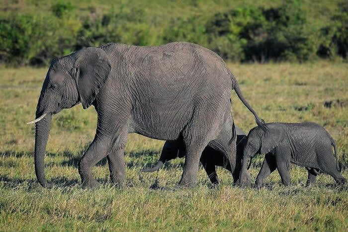 Adorable Animal Photos by Joe Neely Bond Between Moms and Babies