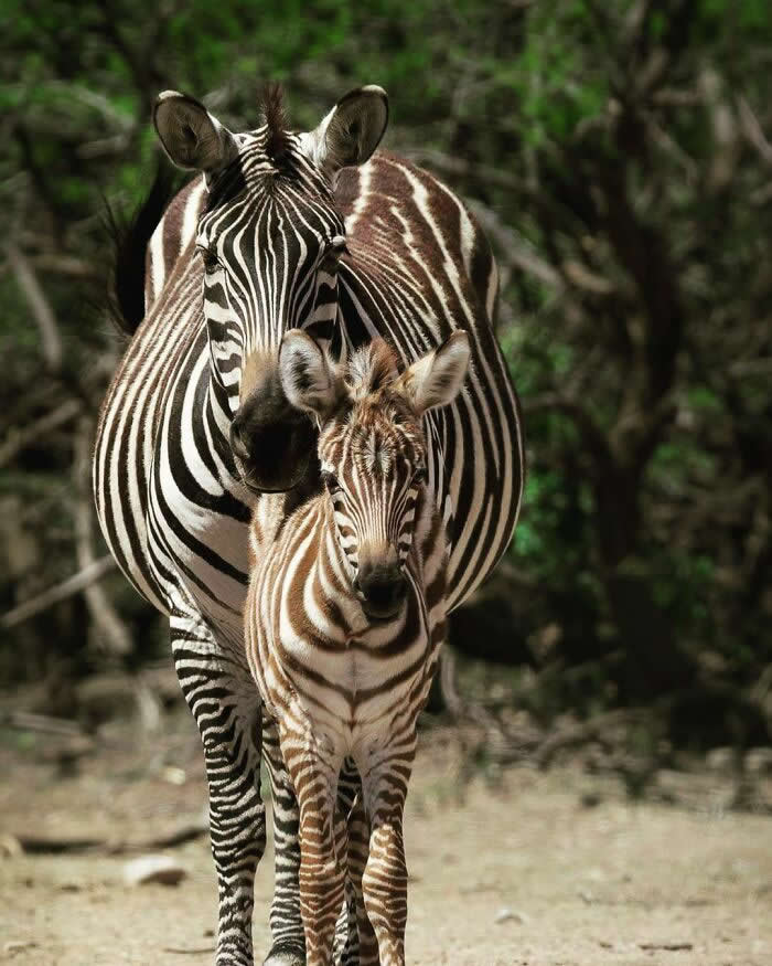 Adorable Animal Photos by Joe Neely Bond Between Moms and Babies