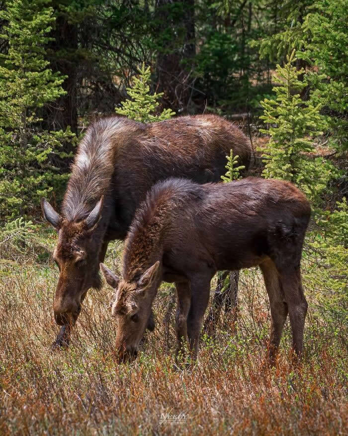 Adorable Animal Photos by Joe Neely Bond Between Moms and Babies