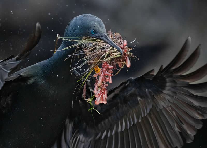 2025 Audubon Bird Photography Awards Winners