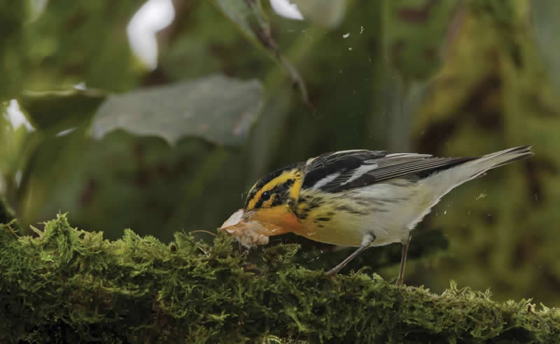 2025 Audubon Bird Photography Awards Winners