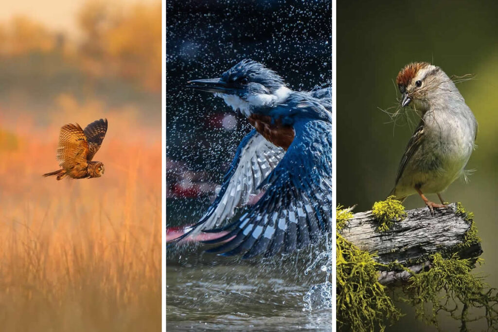 2025 Audubon Bird Photography Awards Winners