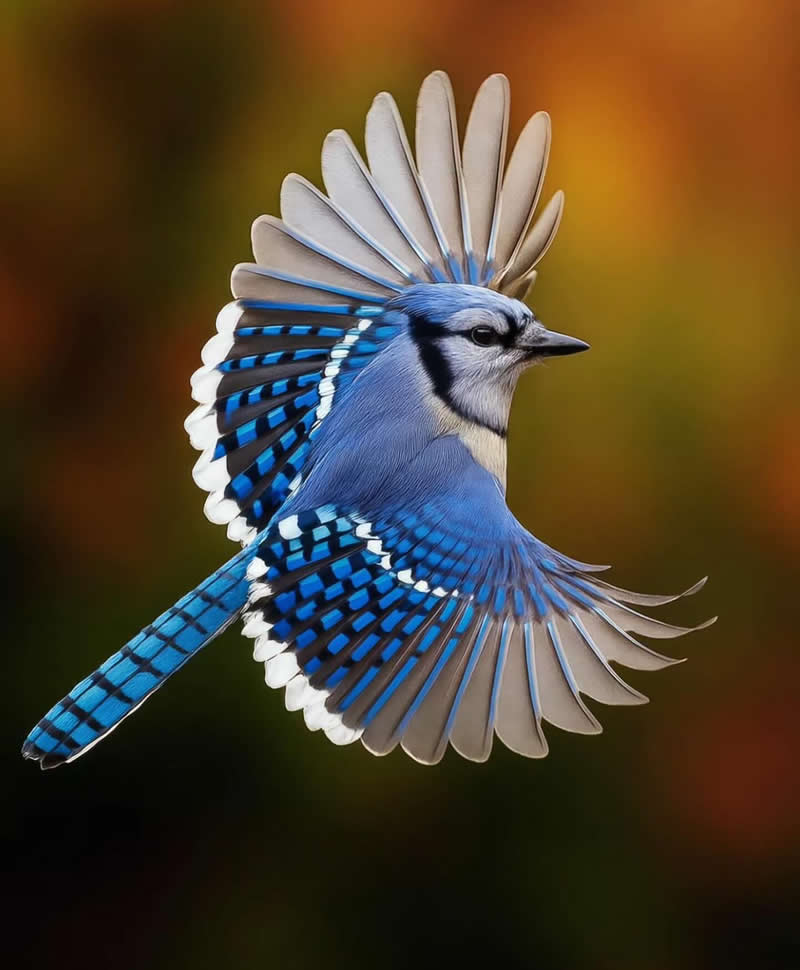 Blue jay - Best Top Birds in Nature Wildlife Photography
