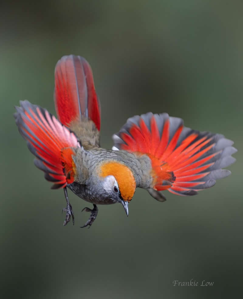 Red tailed laughing thrush - Best Top Birds in Nature Wildlife Photography