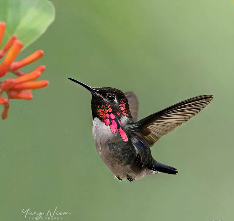 Lovely hummingbird - Best Top Birds in Nature Wildlife Photography