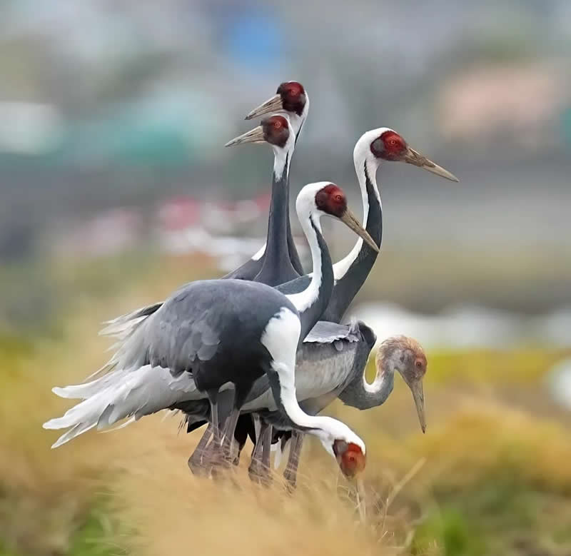 Birds in different directions - Best Top Birds in Nature Wildlife Photography