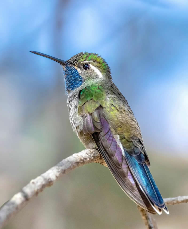 Blue throated mountain gem - Best Top Birds in Nature Wildlife Photography