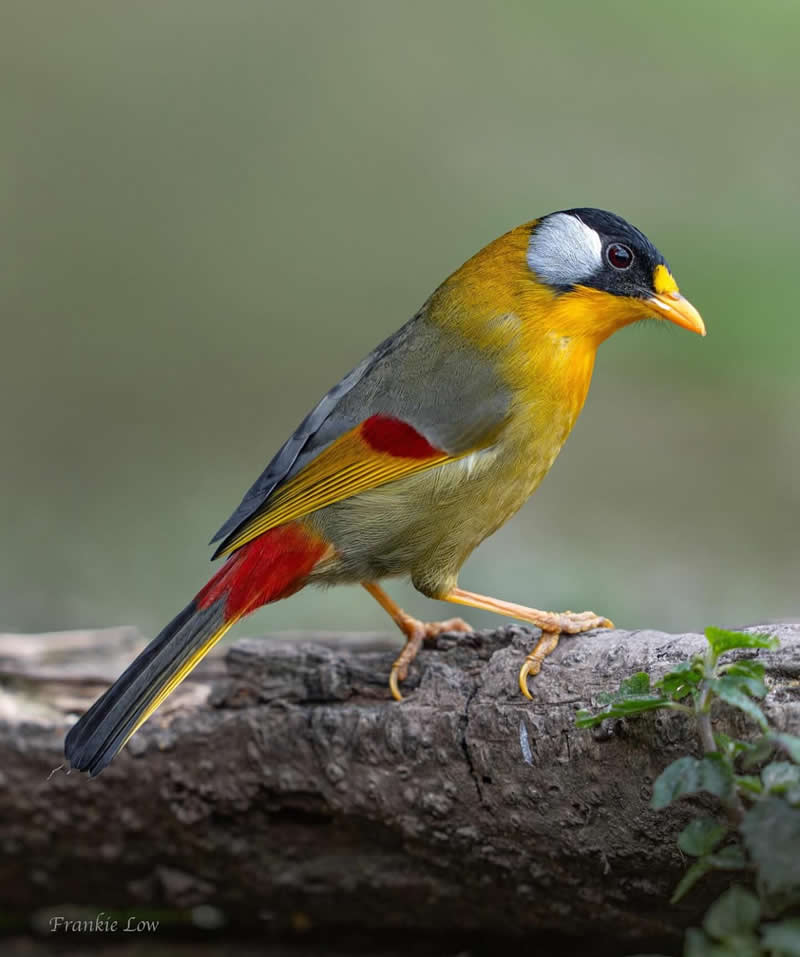 Silver eared mesia - Best Top Birds in Nature Wildlife Photography