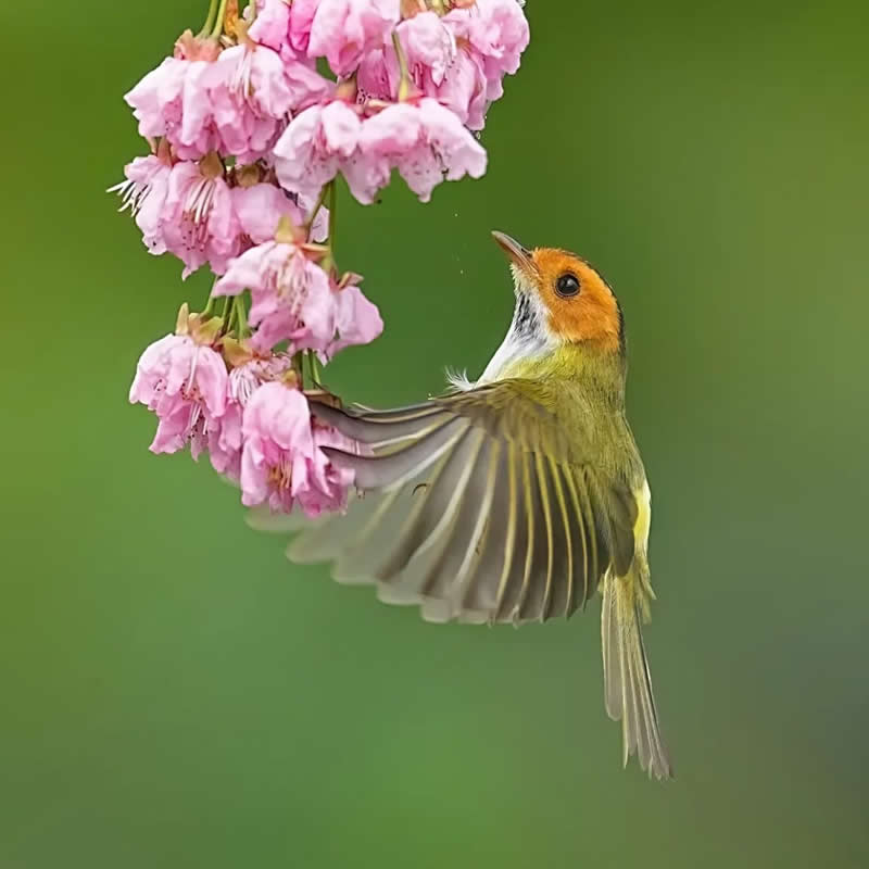 Bird flying flowers green background - Best Top Birds in Nature Wildlife Photography