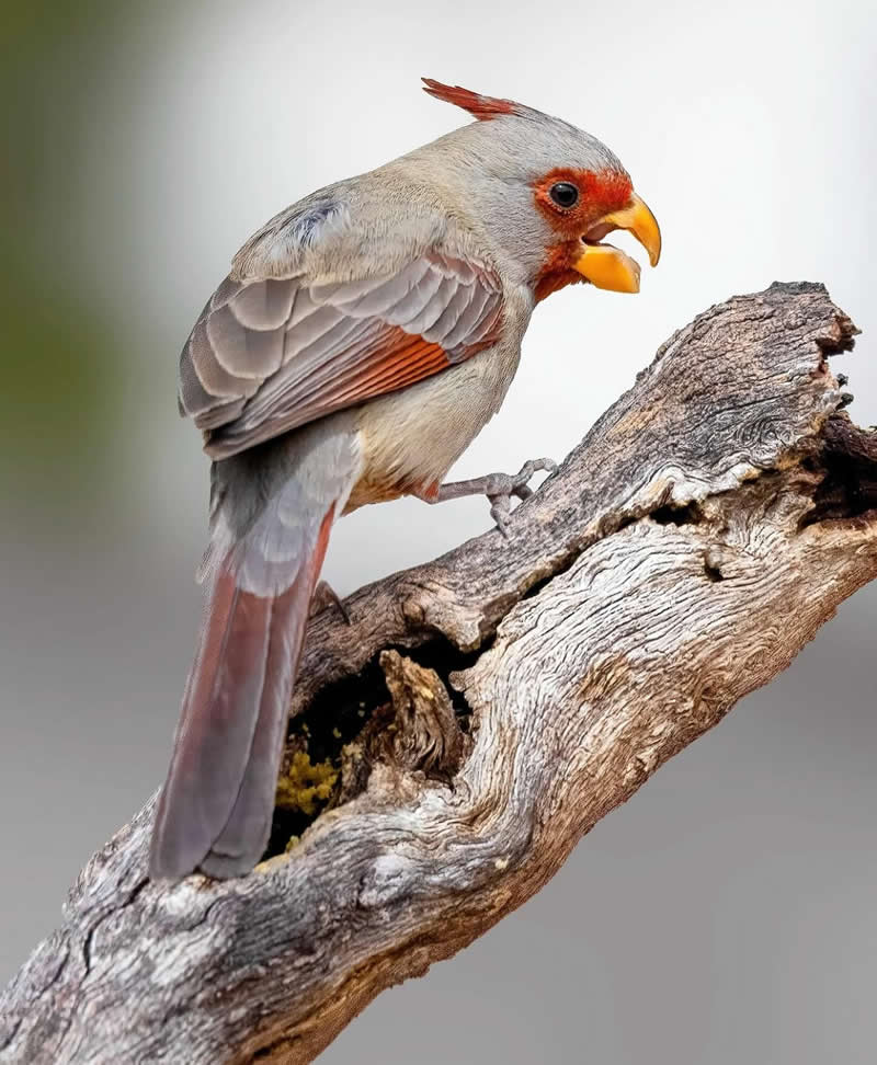 Pyrrhuloxia - Best Top Birds in Nature Wildlife Photography
