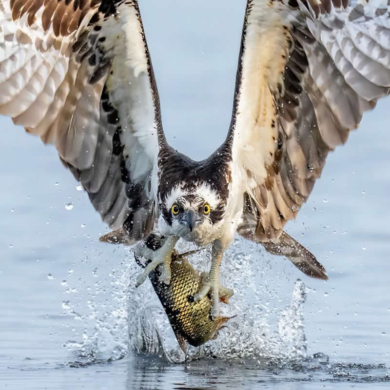 Bird Catching the Fish - Best Top Birds in Nature Wildlife Photography