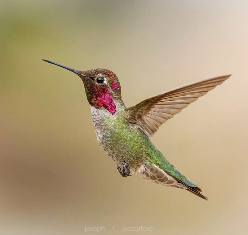 Anna hummingbird - Best Top Birds in Nature Wildlife Photography