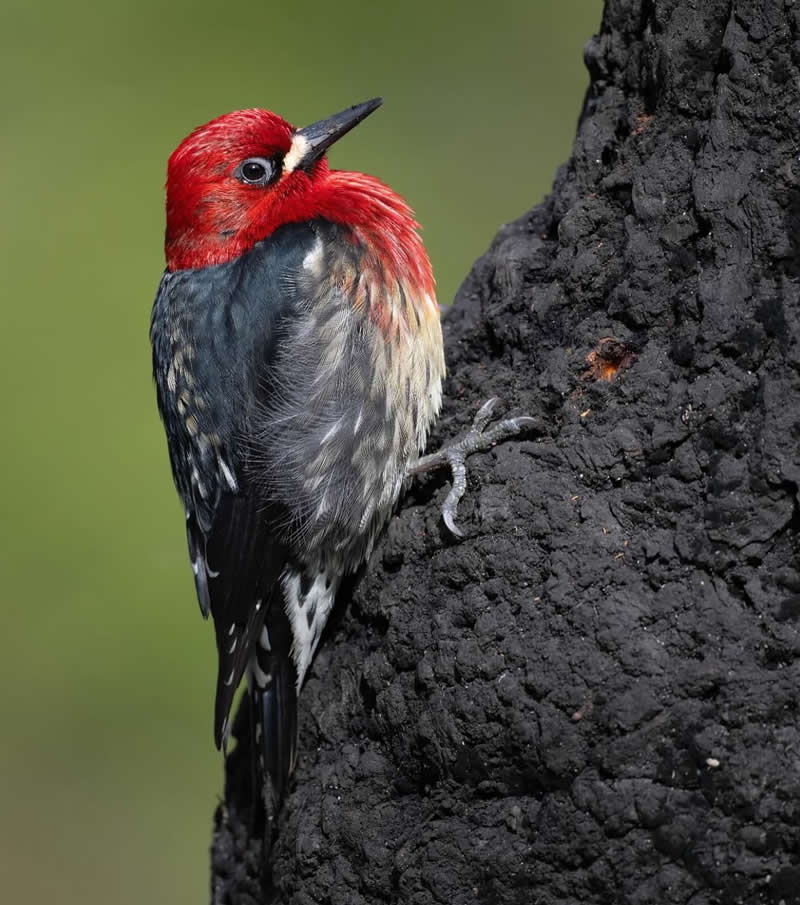Red breasted sap sucker - Best Top Birds in Nature Wildlife Photography
