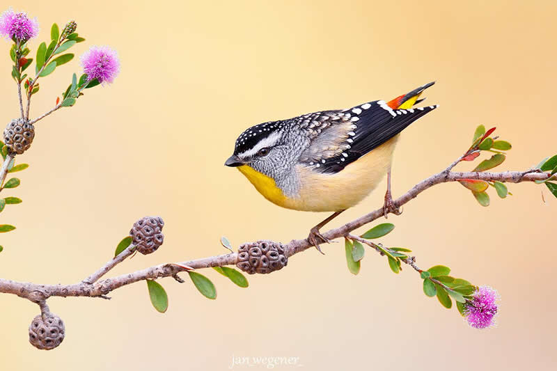Spotted pardalote - Best Top Birds in Nature Wildlife Photography
