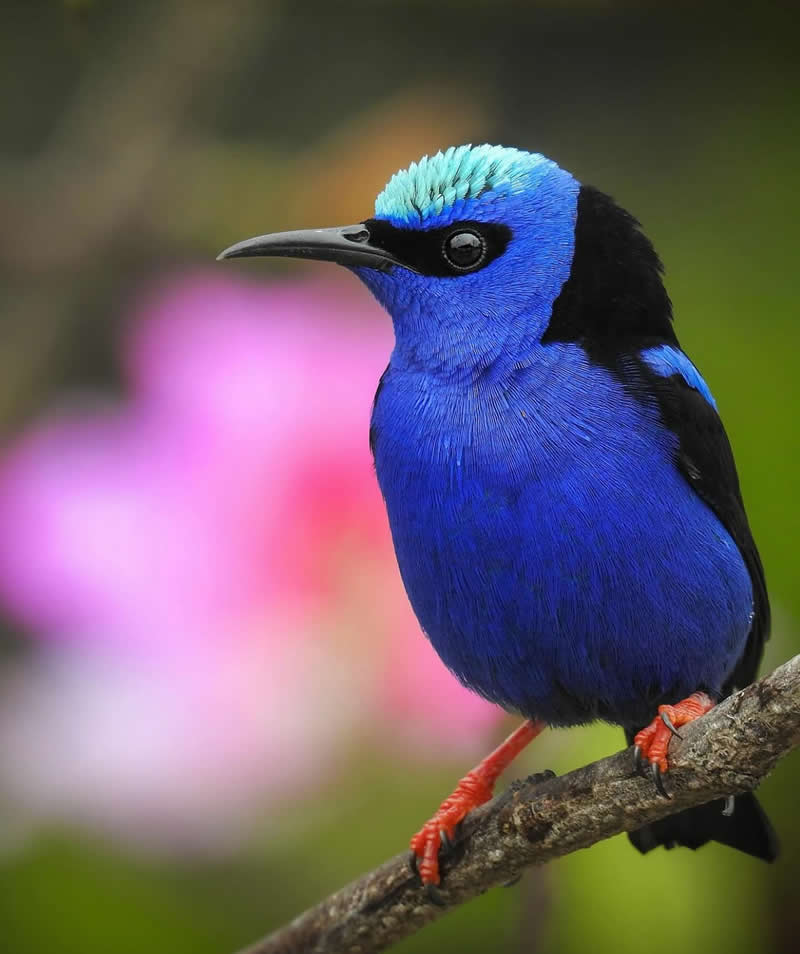 Red legged honey creeper - Best Top Birds in Nature Wildlife Photography