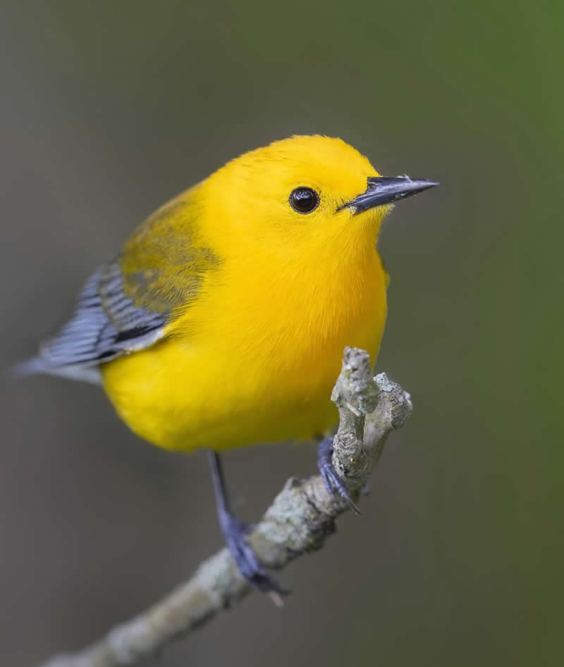 Prothonotary warbler - Best Top Birds in Nature Wildlife Photography