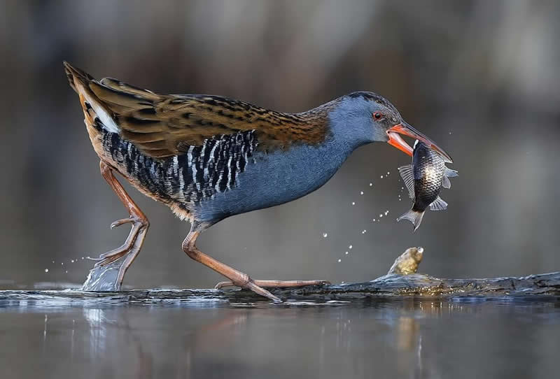 Rail bird catching the fish - Best Top Birds in Nature Wildlife Photography