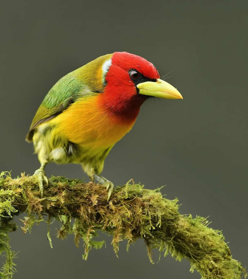 Red headed - Best Top Birds in Nature Wildlife Photography