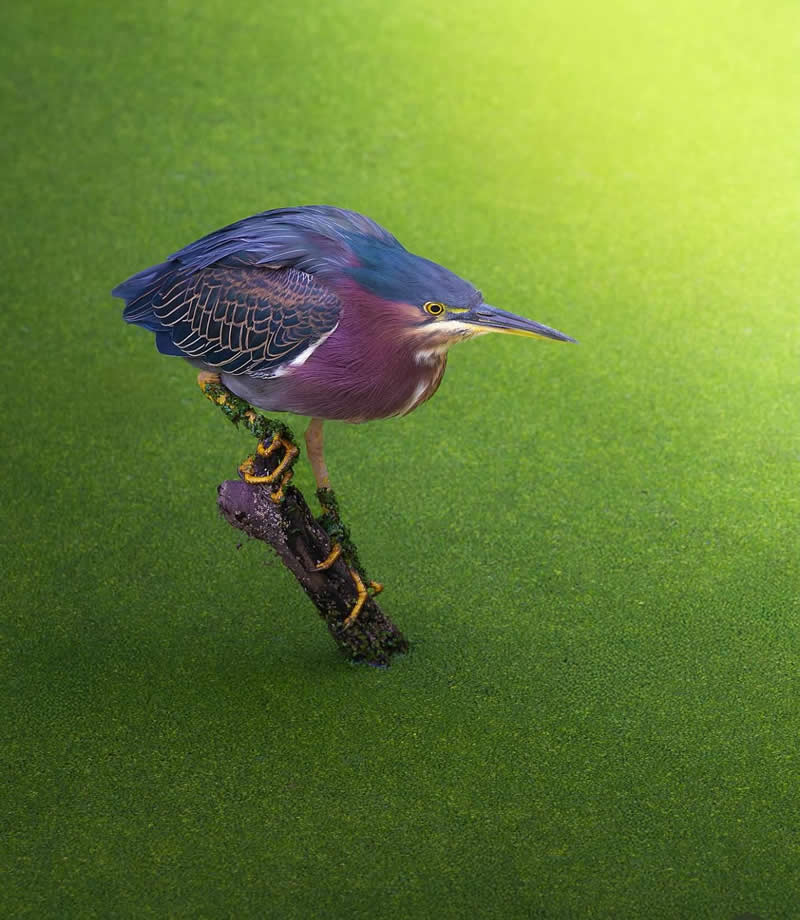 Green heron - Best Top Birds in Nature Wildlife Photography