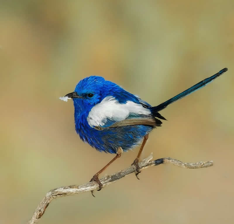 Male whit winged fairy wren - Best Top Birds in Nature Wildlife Photography