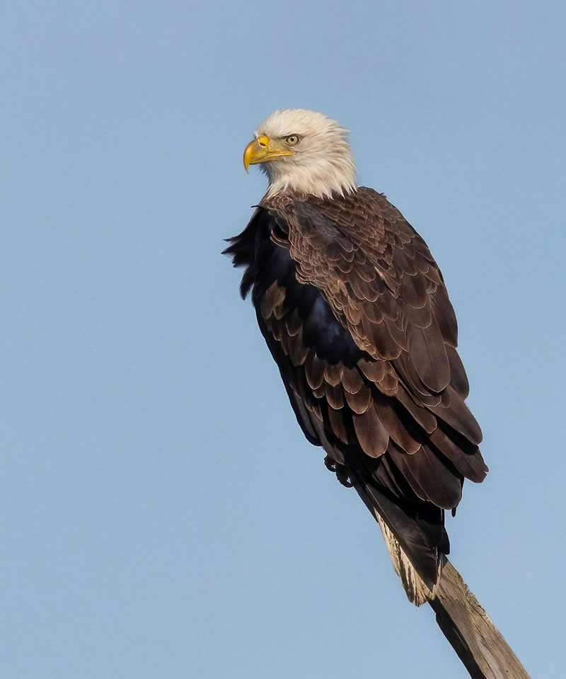 Bald eagle - Best Top Birds in Nature Wildlife Photography