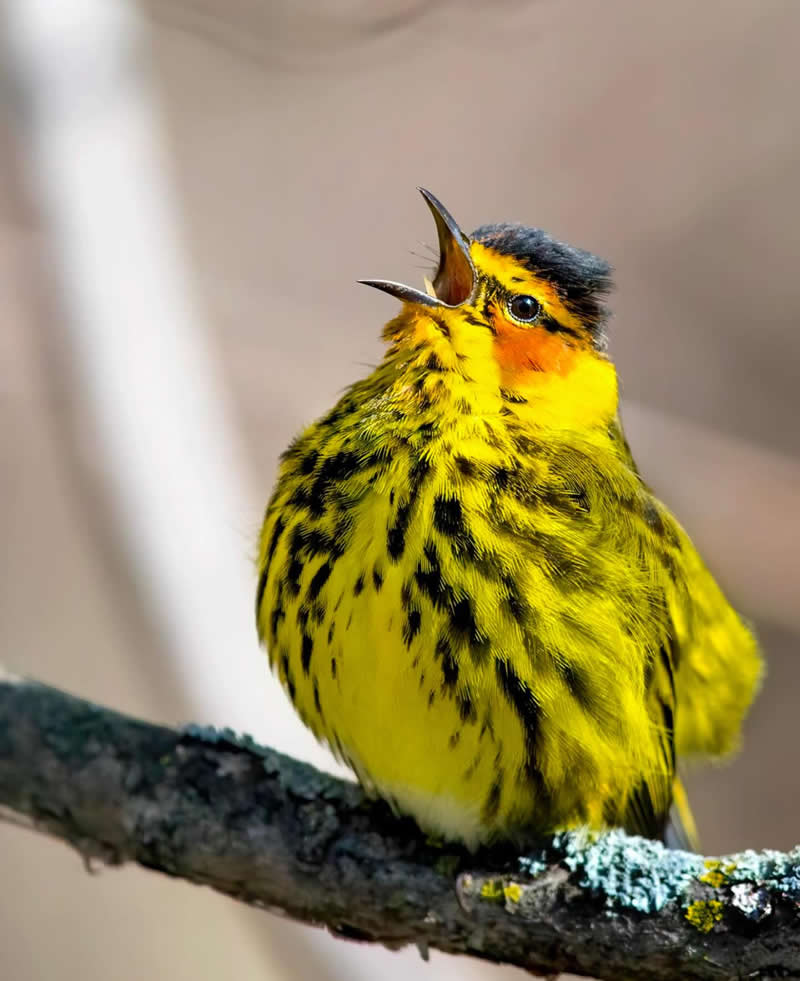 Cape May warbler - Best Top Birds in Nature Wildlife Photography