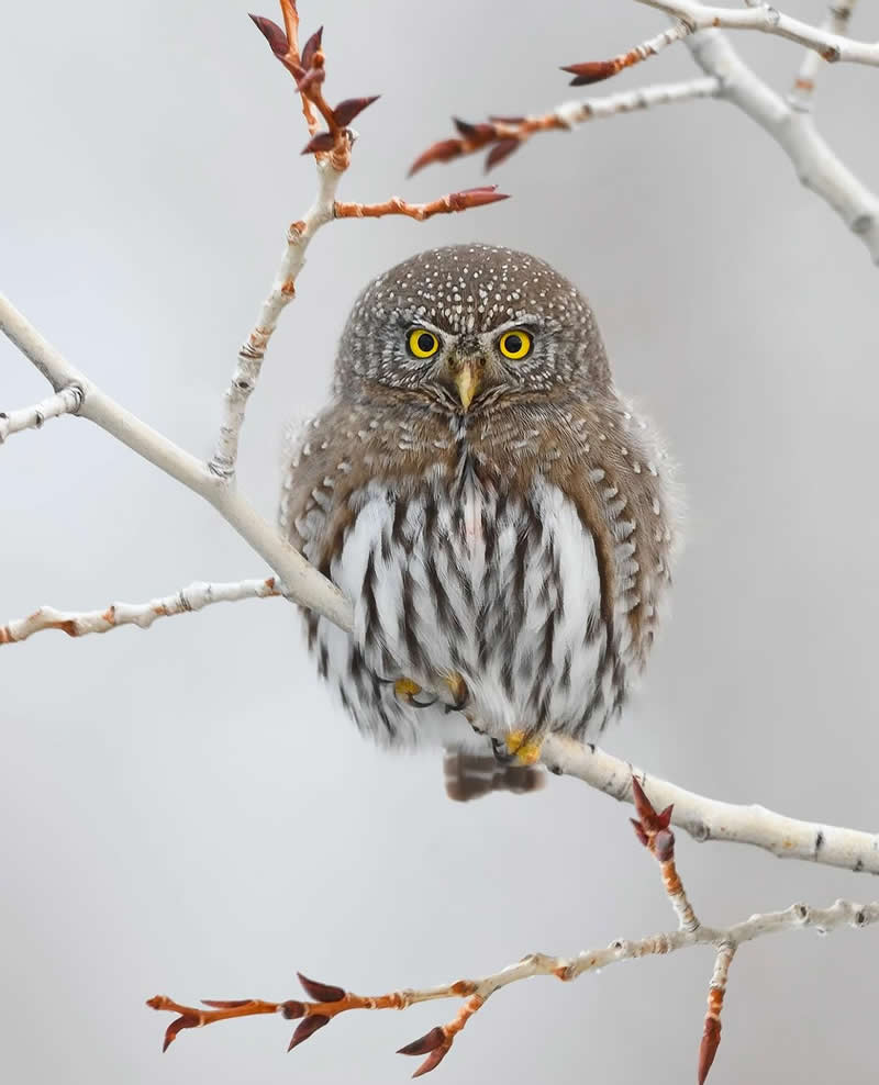 Northern Pygmy owl - Best Top Birds in Nature Wildlife Photography