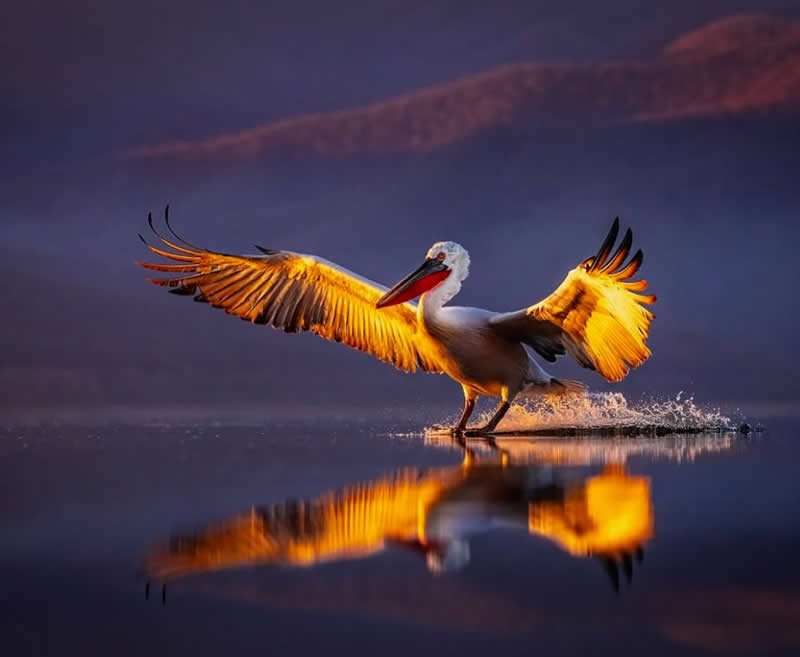 Pelican - Best Top Birds in Nature Wildlife Photography