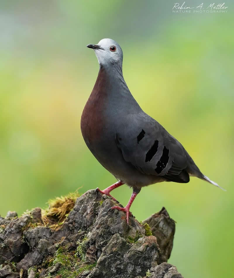 Maroon chested ground dove - Best Top Birds in Nature Wildlife Photography
