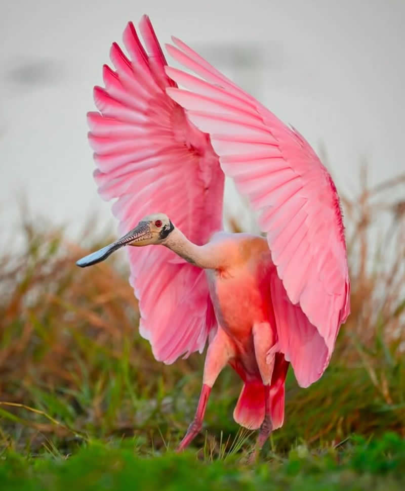 Roseate spoonbill - Best Top Birds in Nature Wildlife Photography