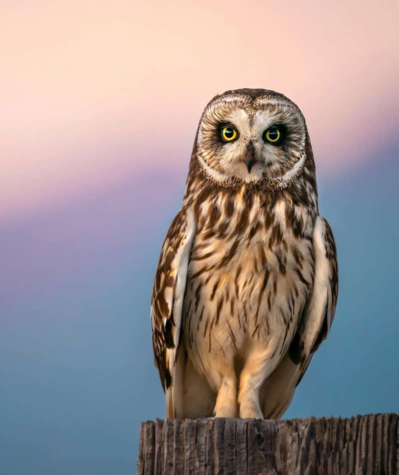 Shorteared owl - Best Top Birds in Nature Wildlife Photography
