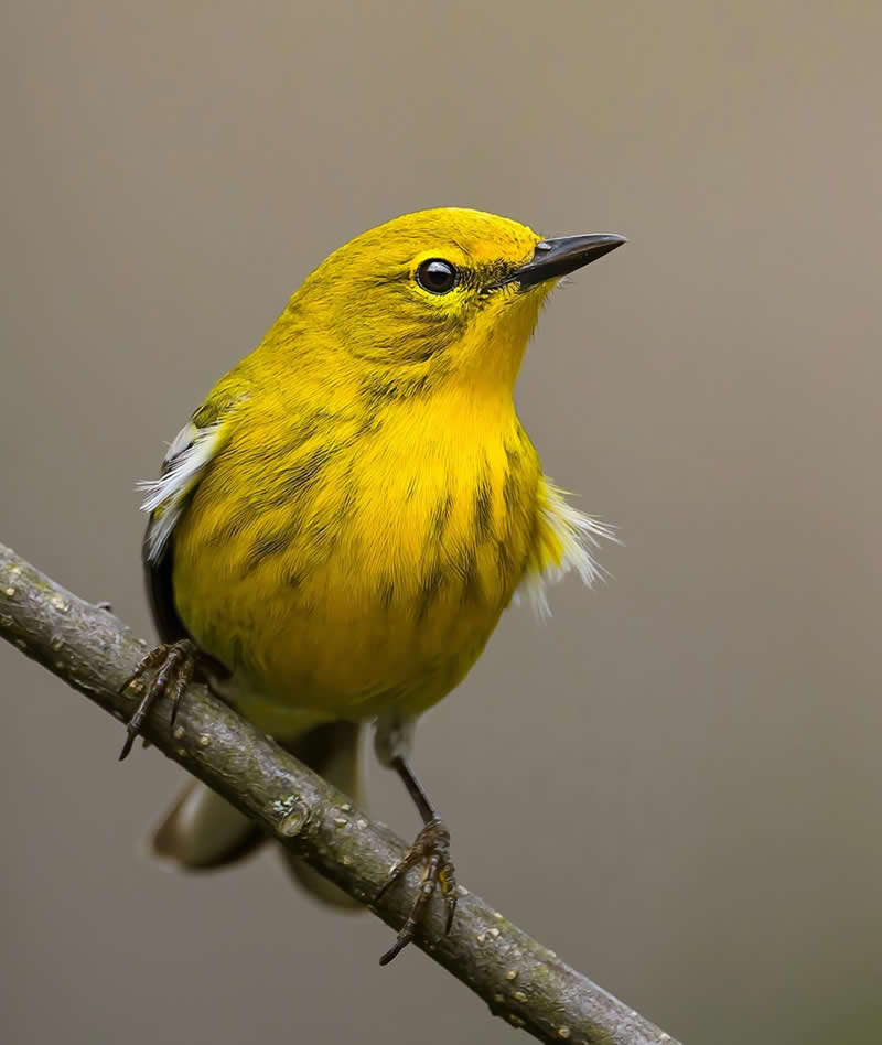 Yellow warbler - Best Top Birds in Nature Wildlife Photography