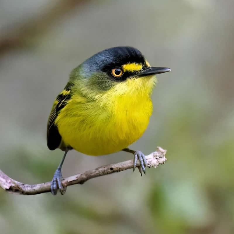Grey headed tody flycatcher - Best Top Birds in Nature Wildlife Photography