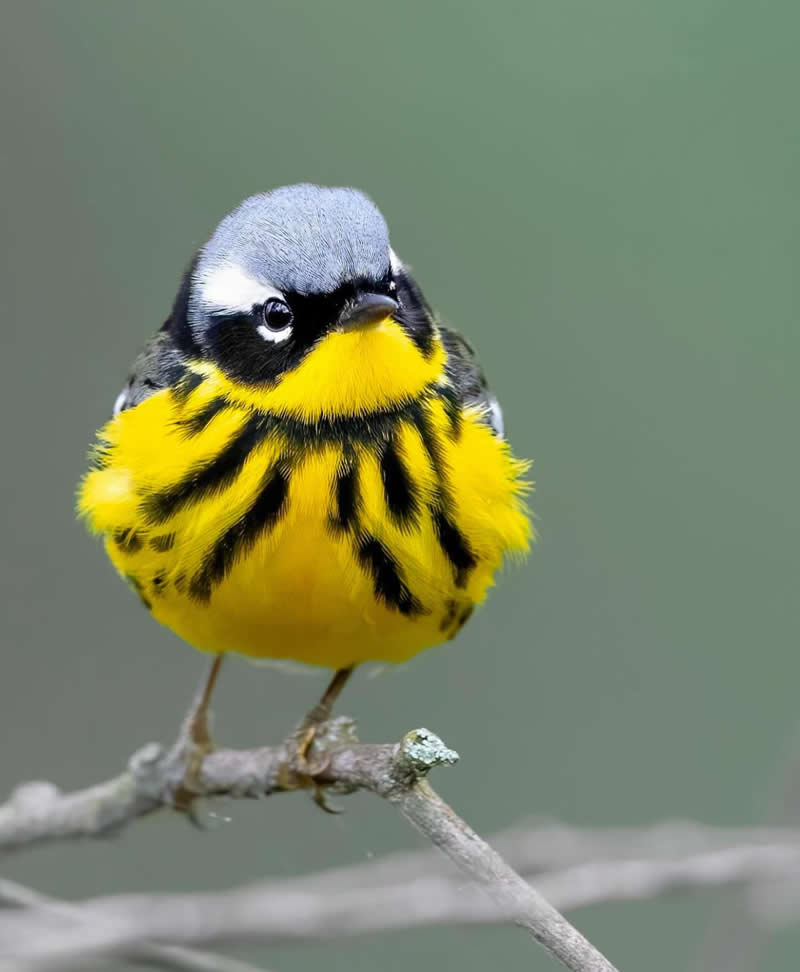 Magnolia warbler - Best Top Birds in Nature Wildlife Photography