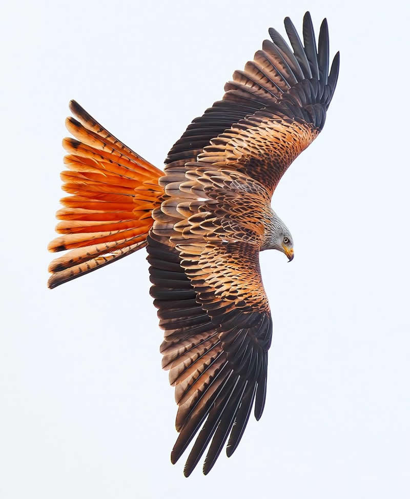 Red Kite - Best Top Birds in Nature Wildlife Photography