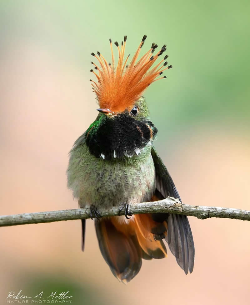 Rufous crested coquette hummingbird - Best Top Birds in Nature Wildlife Photography